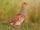 Grey Partridge