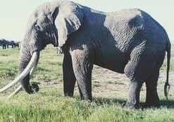 African Bush Elephant 778990456