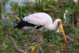 1094011-yellow-billed-stork-xakanaka-12092012-dsc 0260