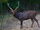 Sambar Deer