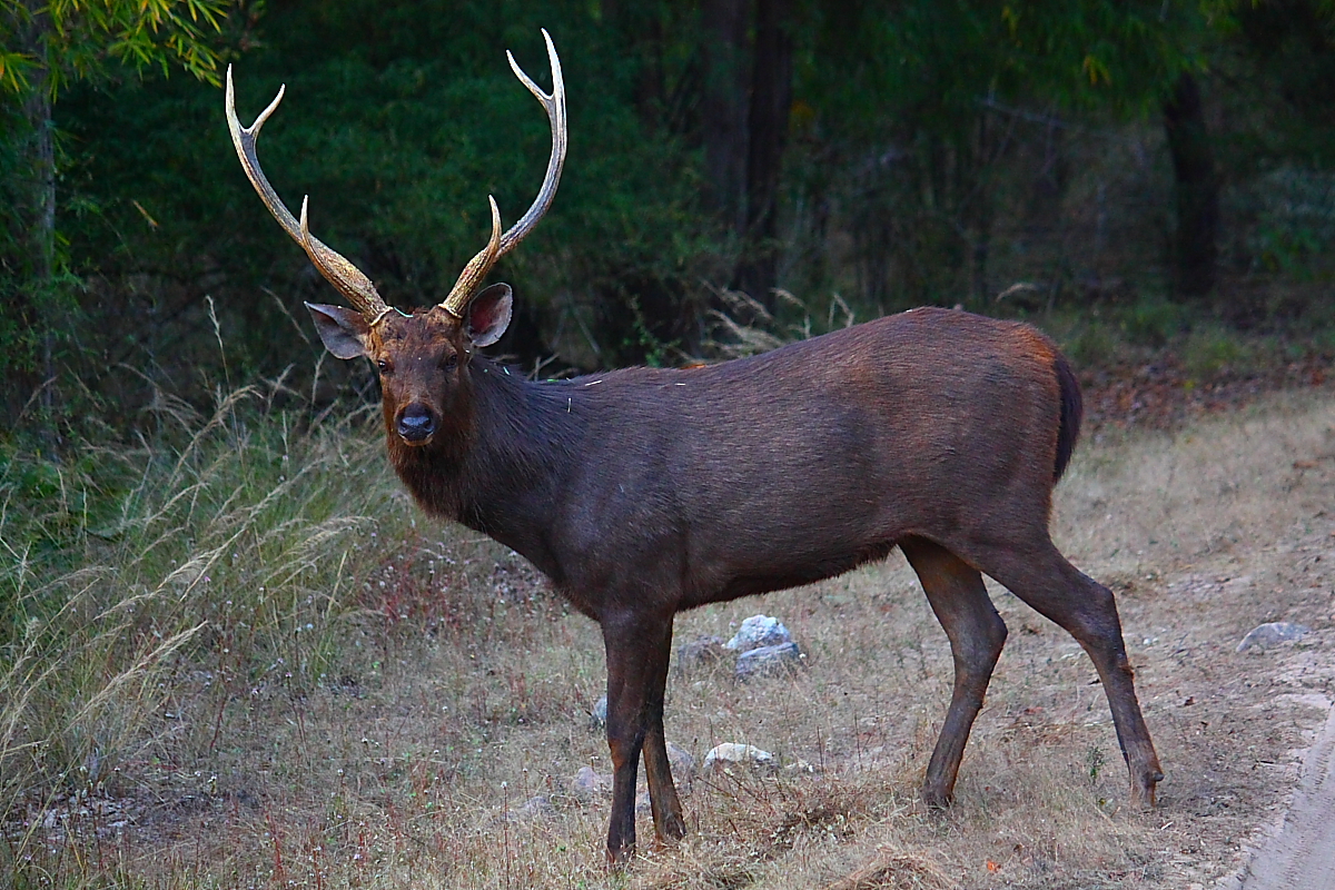 Sambar Deer | Animals Wiki | Fandom Sambar Deer | Animals Wiki | Fandom