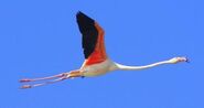 Greater Flamingo as Canada Goose