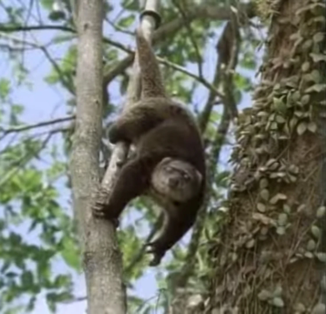 Bear Cuscus Animals Wiki Fandom