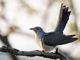 Common Cuckoo