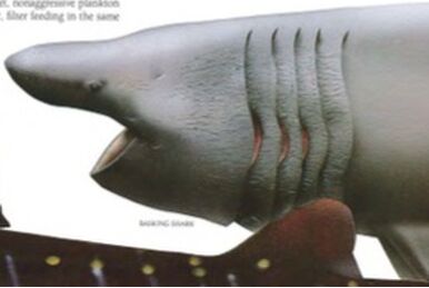 blackfin gulper shark