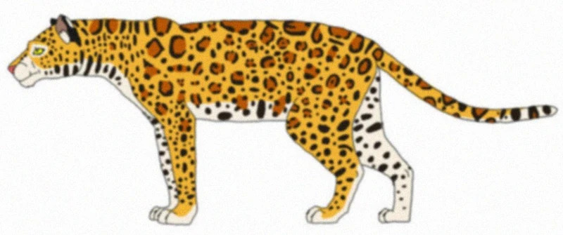 American leopard sale
