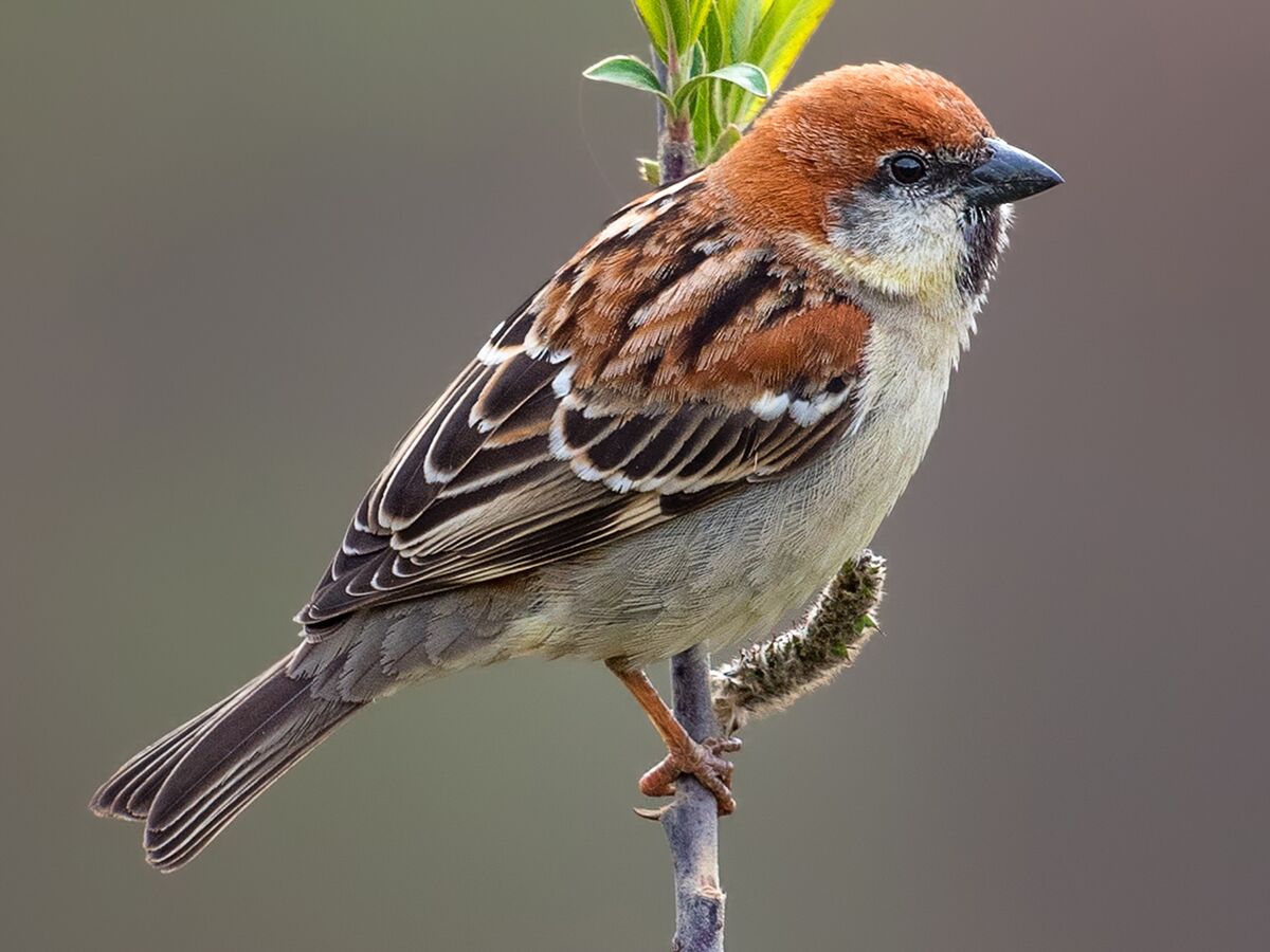 Russet Sparrow | Animals Wiki | Fandom
