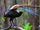Superb Lyrebird