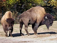 Bison-bison-athabascae3.jpg (35 KB)