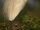 Cattle Egret