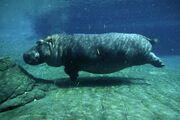 Hippopotamus, Common