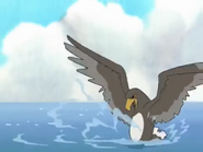 White-Tailed Eagle