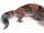 African Fat-tailed Gecko