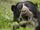Spectacled Bear