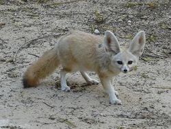 Fox antelope, Avatar Wiki, Fandom