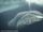 Bowhead Whale