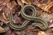 Gartersnake