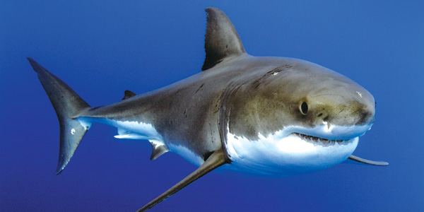 Shark - Wikipedia