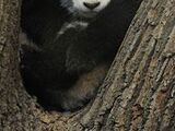 Giant Panda