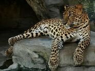 Panthera-pardus-delacouri1