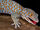 Tokay Gecko