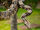 Boa Constrictor