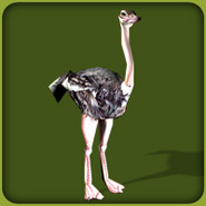 Ostrich-zoo-tycoon