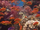 Red Fairy Anthias