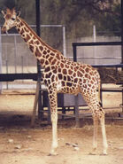 Giraffa-camelopardalis-camelopardalis