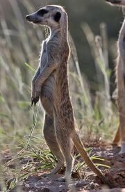 Meerkat (Animals)