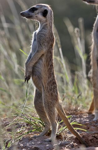 Meerkat | Animals Wiki | Fandom
