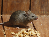 House Mouse