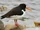 Eurasian Oystercatcher