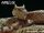 Sidewinder