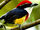 Scarlet-banded Barbet