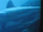 Australian Blackspot Shark