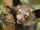 Aye-Aye