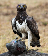 Martial Eagle as The Bird