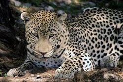 Leopards — Vikipēdija