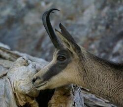 Chamois, Animals Wiki