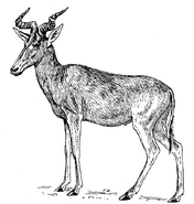 Topi