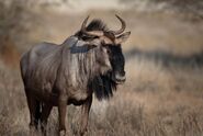 Blue-Wildebeest