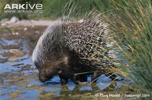 Cape-porcupine-drinking