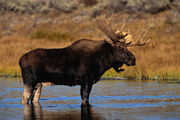 Male Moose