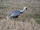 White-Naped Crane