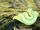 African bush viper