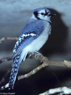Blue Jay Bird Facts  Cyanocitta cristata - AZ Animals