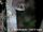 Hairy-eared Dwarf Lemur