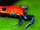 Strawberry Poison Dart Frog
