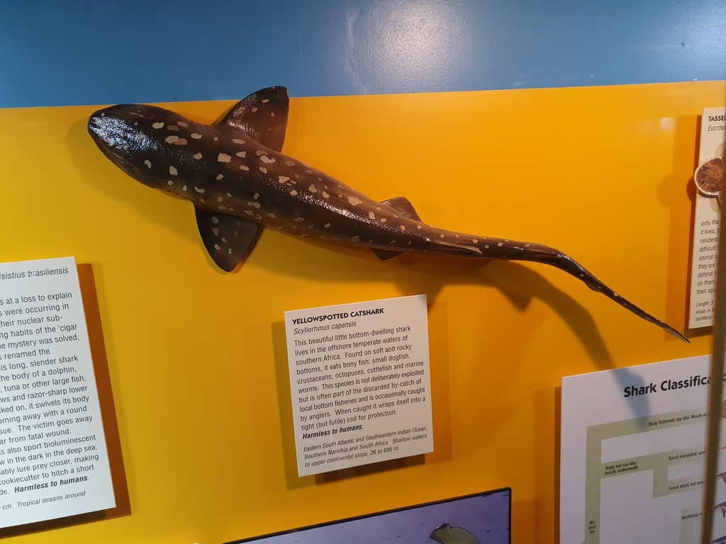 Yellowspotted Catshark Animals Wiki Fandom